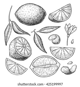 Vector Hand Drawn Lime Or Lemon Set. Whole Lemon, Sliced Pieces, Half, Leaf And Seed Sketch Fruit Engraved Style Illustration. Detailed Drawing. Great For Water, Juice, Detox Drink, Natural Cosmetics