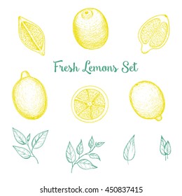 Vector hand drawn lime or lemon set. Top view. Drawn in ink.