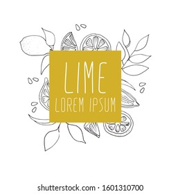 Vector hand drawn lime set. Whole lime, sliced pieces, half, leaf and seed sketch. Vintage retro style drawing for tea, juice, cosmetics. Tropical summer fruit isolated on a white background.