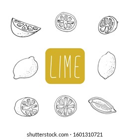 Vector hand drawn lime set. Whole lime, sliced pieces, half, leaf and seed sketch. Vintage retro style drawing for tea, juice, cosmetics. Tropical summer fruit isolated on a white background.