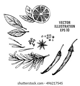 Vector hand drawn lime and spices set. Half lime, leaf, spices and seed sketch. Engraved style illustration. Detailed citrus drawing.