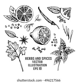 Vector hand drawn lime and spices set. Half lime, sliced pieces, leaf, spices and seed sketch. Engraved style illustration. Detailed citrus drawing.