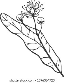 Vector hand drawn linden flower illustration. Vintage lime tree flower sketch.