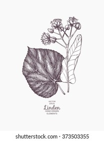 Ilustración de líneas dibujada a mano del vector. Dibujo de flores de árbol de cal vintage. Dibujo botánico