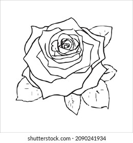 Vector Hand Drawn Line Art Drawing of Flower. Minimalist Trendy Contemporary Floral Design Perfect for Wall Art, Prints, Social Media, Posters, Invitations, Branding Design.
