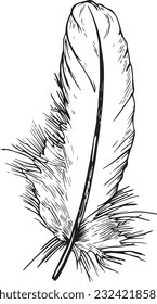 Vector hand drawn line art feather