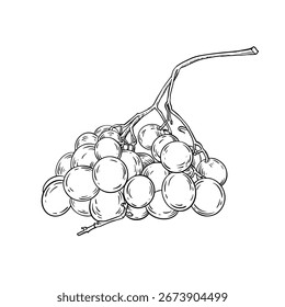Vector hand drawn line art bunch of grapes on white background.