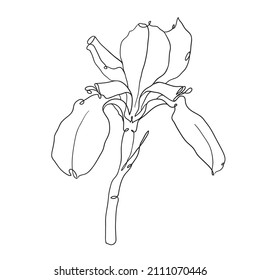 Iris dibujado a mano con vectores. Flor estilizada para diseño de etiqueta, logotipo, invitación o embalaje. 