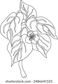 Vector hand drawn line Kiwifruit or Chinese gooseberry, or yangtaosign. Tropical exotic fruit. 