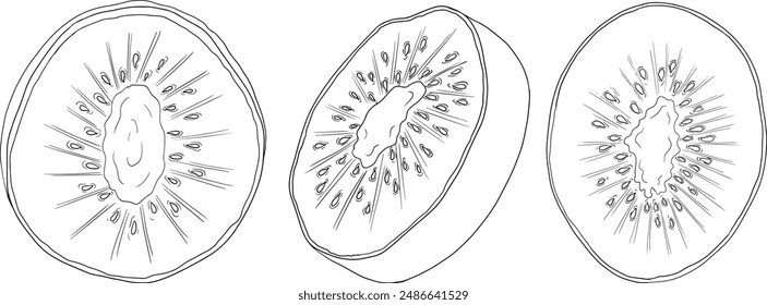 Vector hand drawn line Kiwifruit or Chinese gooseberry, or yangtaosign. Tropical exotic fruit. 