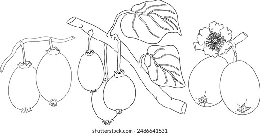 Vector hand drawn line Kiwifruit or Chinese gooseberry, or yangtaosign. Tropical exotic fruit. 