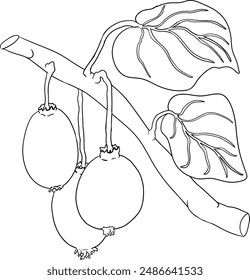 Vector hand drawn line Kiwifruit or Chinese gooseberry, or yangtaosign. Tropical exotic fruit. 