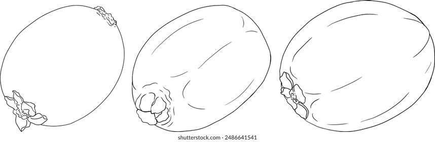 Vector hand drawn line Kiwifruit or Chinese gooseberry, or yangtaosign. Tropical exotic fruit. 