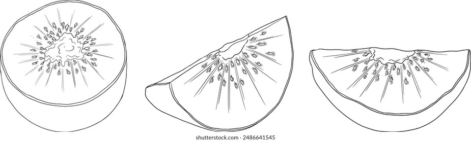 Vector hand drawn line Kiwifruit or Chinese gooseberry, or yangtaosign. Tropical exotic fruit. 