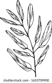 Hierbas lineales dibujadas a mano por vectores. Blanco y negro, aislado. Mejor para diseño vintage, tarjetas de felicitación, diseño ecológico, papel envolvente, invitación. verano, primavera