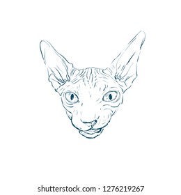 Vector hand drawn llustration of cat sphynx