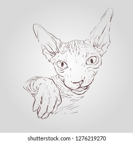 Vector hand drawn llustration of cat sphynx