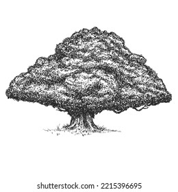 Vector hand drawn lonely oak, chestnut or maple in sketch style isolated on white background. Monochrome tall big tree. Vintage artistic design art illustration.