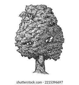 Vector hand drawn lonely oak, chestnut or maple in sketch style isolated on white background. Monochrome tall big tree. Vintage artistic design art illustration.