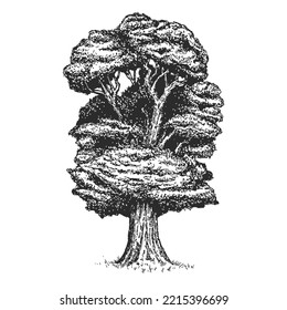Robo de roble, castaño o arce dibujados a mano con un vector aislado en un fondo blanco. Gran árbol monocromo. Ilustración artística de diseño artístico vintage.