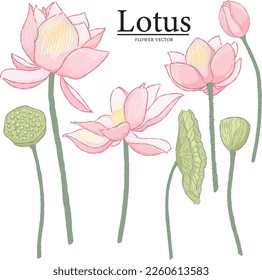 Vector hand drawn lotus flower elements
