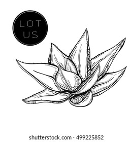 Vector of hand drawn lotus flower. Sketch floral botany in graphic black and white style.lotos illustration in doodle style. isolated on white background. Logo template.