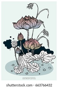 Vector of hand drawn lotus flowers. Sacred lotus. (Vector illustration)