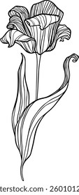 Tulipán de follaje exuberante dibujado a mano de Vector. Ilustración de botánica de primavera.