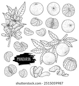 Handgezeichnete Mandarinen- oder Mandarinen-Vektorgrafik Organische Zitruspflanzenzeichnung mit ungeschälter ganzer Mandarine, Scheiben, Hälften und Zweig. Botanische Illustration für Linienkunst. Skizze mit Konturfarbstil. 