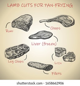 Vector hand drawn meat set for lamb cuts for pan frying.