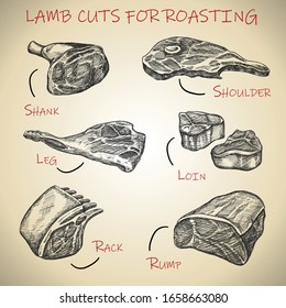 Vector hand drawn meat set for lamb cuts for roasting.