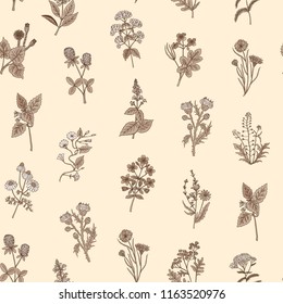 Vector hand drawn medical herbs pattern or background illustration. Vintage drawing backdrop