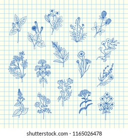 Vector hand drawn medical herbs set on blue cell sheet background illustration. Herb medical and natural, sketch drawn doodle plants