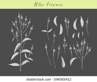 Vector hand drawn medicinal, cosmetics herb Verbena hastata. Blue vervain plant.