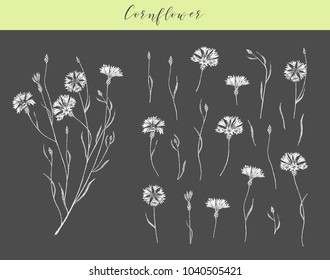 Vector hand drawn medicinal, cosmetics herb Centaurea cyanus. Cornflower plant.