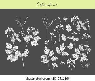 Vector hand drawn medicinal, cosmetics herb Chelidonium majus. Celandine plant.