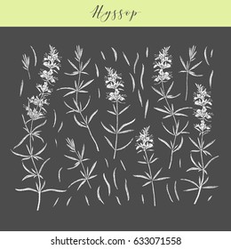 Vector hand drawn medicinal, cosmetics herb Hyssopus officinalis. Hyssop plant.