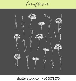 Vector hand drawn medicinal, cosmetics herb Centaurea cyanus. Cornflower plant.