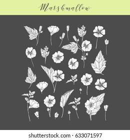 Vector hand drawn medicinal, cosmetics herb Althaea officinalis. Marshmallow plant.