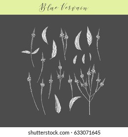 Vector hand drawn medicinal, cosmetics herb Verbena hastata. Blue vervain plant.