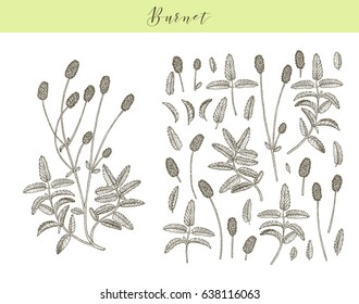 Vector hand drawn medicinal, cosmetics herb Sanguisorba minor. Burnet plant.