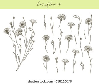 Vector hand drawn medicinal, cosmetics herb Centaurea cyanus. Cornflower plant.