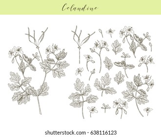 Vector hand drawn medicinal, cosmetics herb Chelidonium majus. Celandine plant.