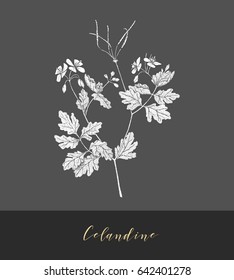 Vector hand drawn medicinal, cosmetics herb Chelidonium majus. Celandine plant.