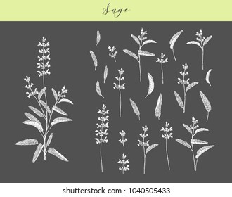 Vector hand drawn medicinal, culinary herb Salvia officinalis. Culinary plant sage.