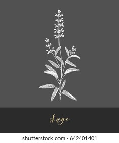 Vector hand drawn medicinal, culinary herb Salvia officinalis. Culinary plant sage.
