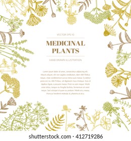 Vector hand drawn medicinal plants illustration, concept, template.