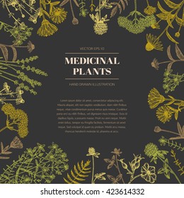 Vector hand drawn medicinal plants illustration, concept, template.