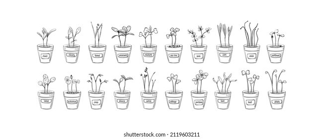 Vector Hand Drawn Microgreens Sketch Set Pot For Decoration Design. Vintage Sprout Drawing Collection. Isolated Illustration. Green Leaf. White Background. Outline Drawing.