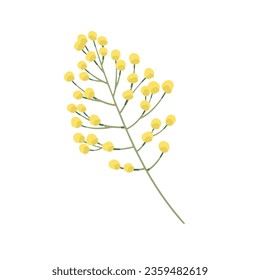 Vector hand drawn mimosa plant illustration.